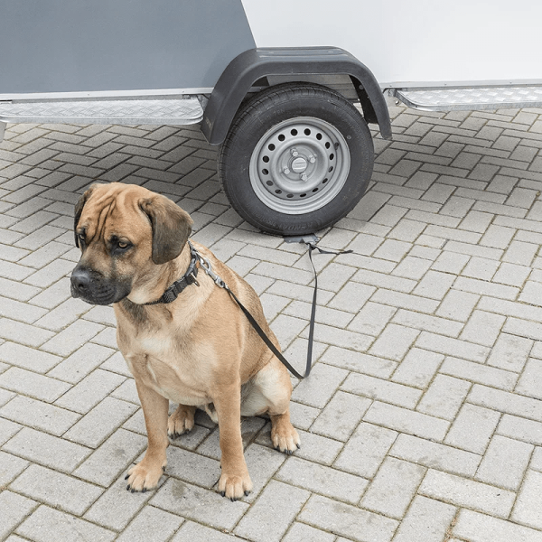 Dogsitter Acier | ProPlus | Divers accessoire