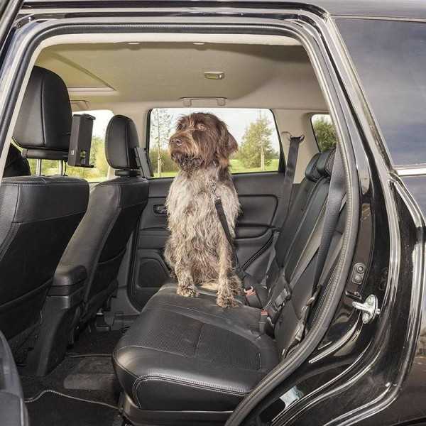 Laisse ceinture de sécurité pour chien | ProPlus | Animal